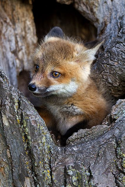 Red fox baby