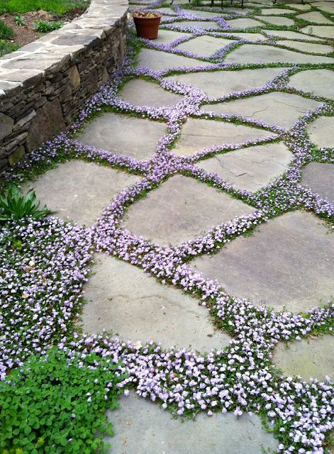 flowering ground cover