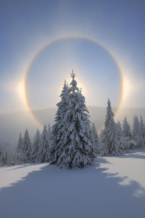 **Halo and snow covered pine trees, Fichtelberg, O...