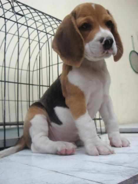 beagle #nationalpuppyday