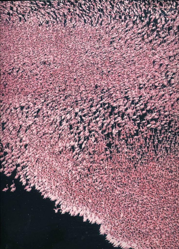 Thousands of Flamingos - (Detail from) Greater Fla...