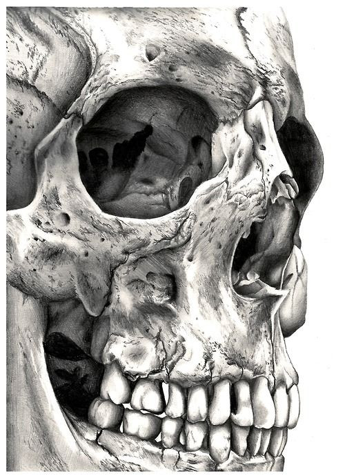 Close up skull would be a good tattoo, with someth...