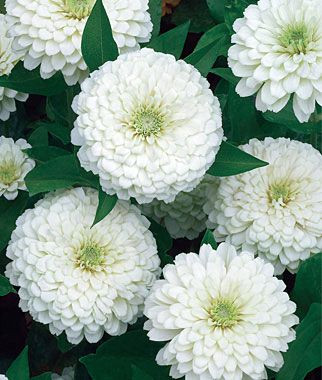 White Wedding Zinnia Seeds and Plants, Annual Flow...