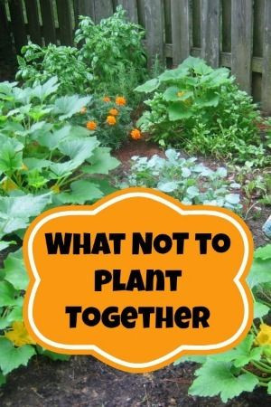 Companion Planting | What NOT To Plant Together |...