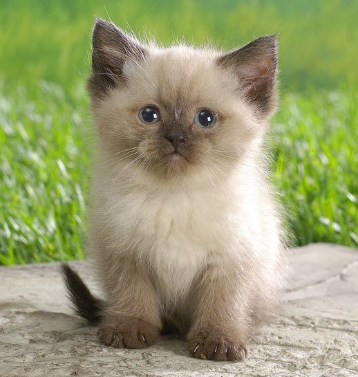 An Adorable Calico Kitten - 8th September 2014
