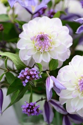 white & purple dahlia
