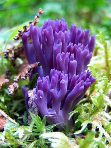 Purple coral fungi