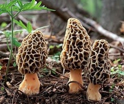 Morel Mushrooms~can't wait for hunting season........