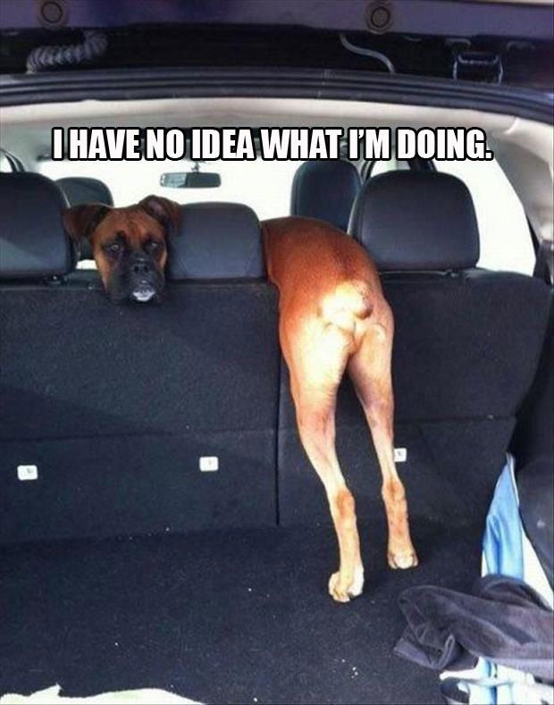 Neither do I! #dogs #pets #Boxers Facebook.com/sod...