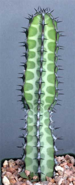 ♕cactus - Euphorbia