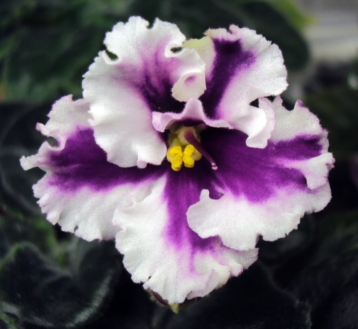 African Violet flower, chimera. Chimeras are a spe...