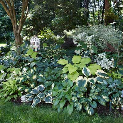 Grow a Lush Shade Garden With Hostas