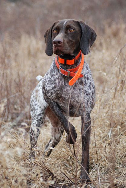 Cleo, a German shorthaired pointer from Quakertown...