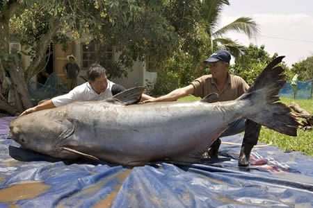 At 646LB this Mekong Giant Catfish is the largest...