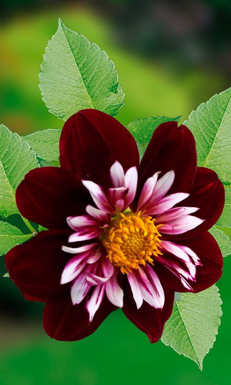 ~~Dahlia Night Butterfly | collarette, this new ge...