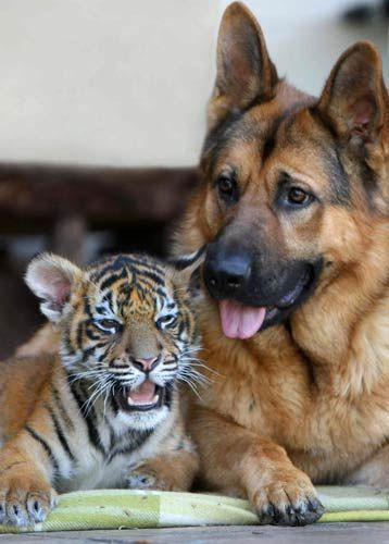 Animal Odd Couples: Unlikely friendships in the An...