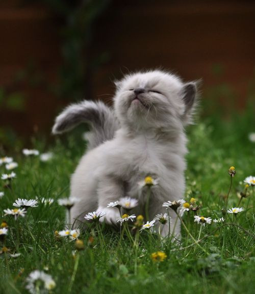 Strolling through the flowers.
