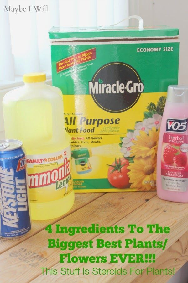 4 Ingredient Plant Food for the Biggest Plants Thi...