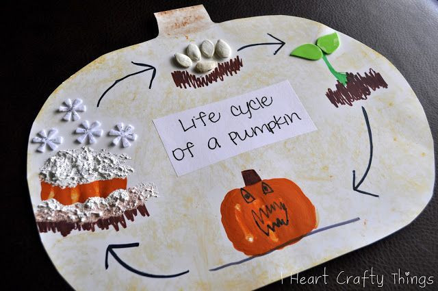 Life Cycle of a Pumpkin: pumpkin seeds or sunflowe...