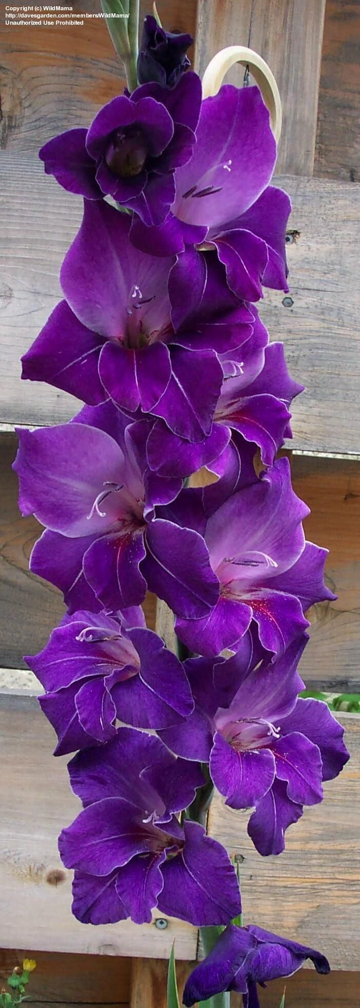 Gladiolus 'Violetta' (Gladiolus x hortulanus) some...