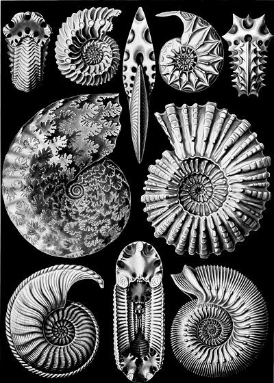 Nautilus chambered mollusks, Ernst Haeckel