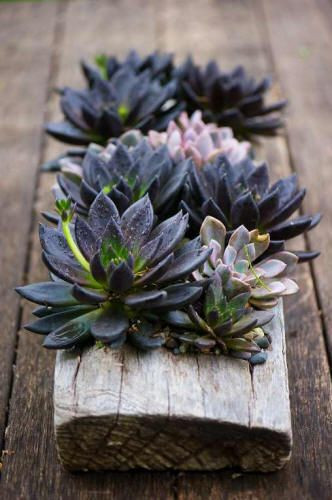 succulents in wood, great display for an outdoor d...