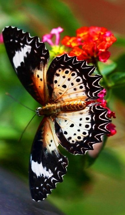 Butterfly   "Gosto da noite imensa, triste,preta,c...