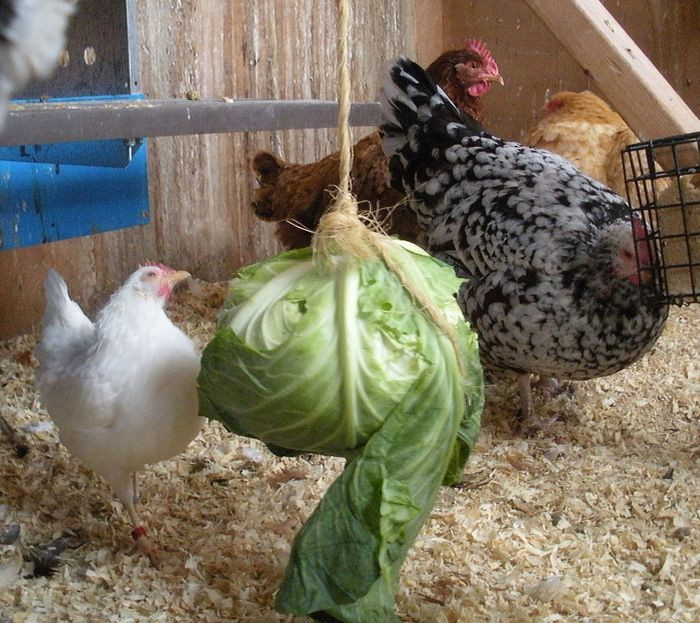 Avoid Chicken Boredom with enrichment activities |...
