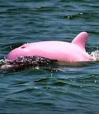 Albino Dolphin :) <3 Yes, it's pink due to it's al...