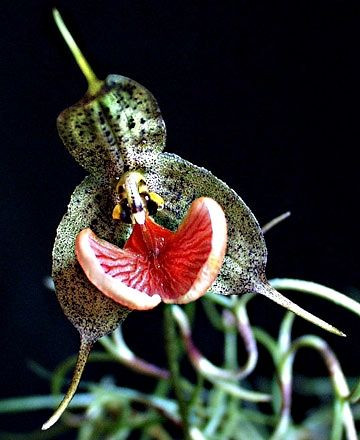 Dracula Orchid - hope that it does not smell like...
