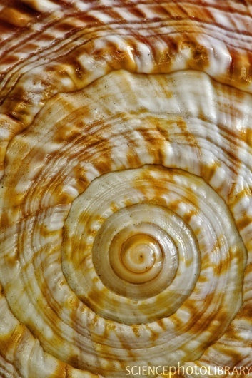 Spiral Pattern in Seashell, Fort Meyers, Florida,...
