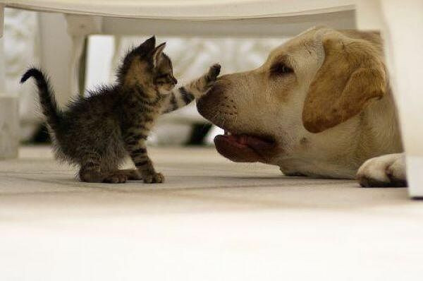 your a good doggy......now stop all that barking,...