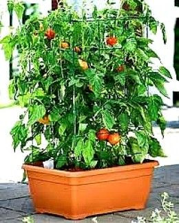How to Grow Vegetables in Pots and Containers - Ti...