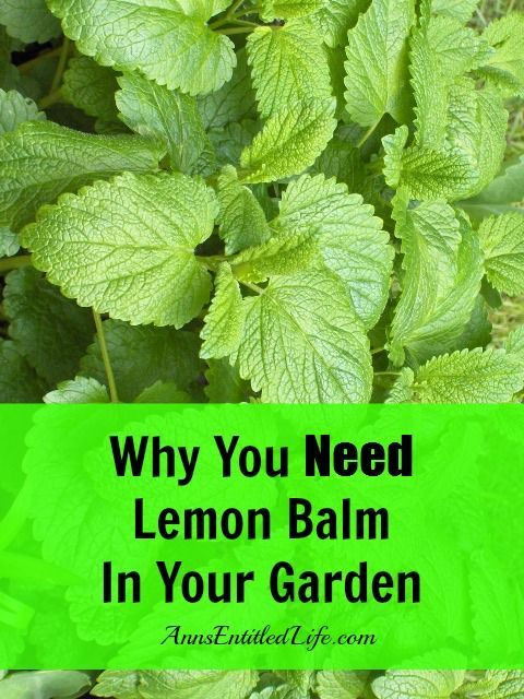 Why You Need Lemon Balm In Your Garden