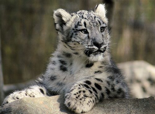 Snow Leopard! Absolutely loveee.