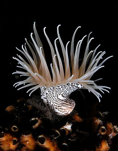 Sea anemone with amazing black on white pattern, a...