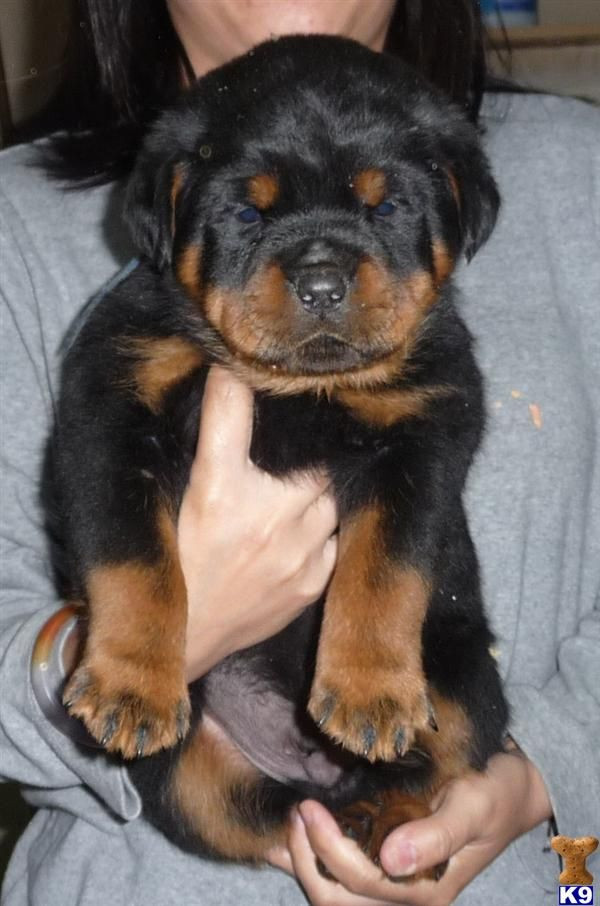 rottweiler puppy. nothing is cuter than this!