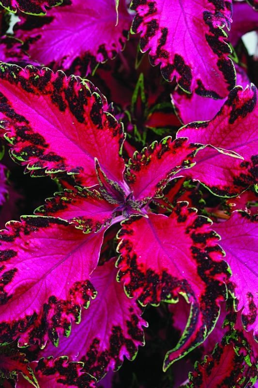 Coleus 'Pink Chaos:' Hot-pink leaves with ruffled,...