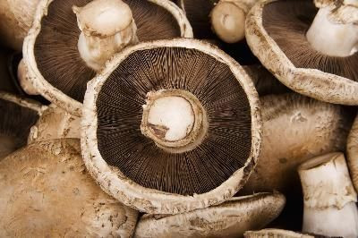 How to Grow Portobello Mushrooms at Home | Hunker
