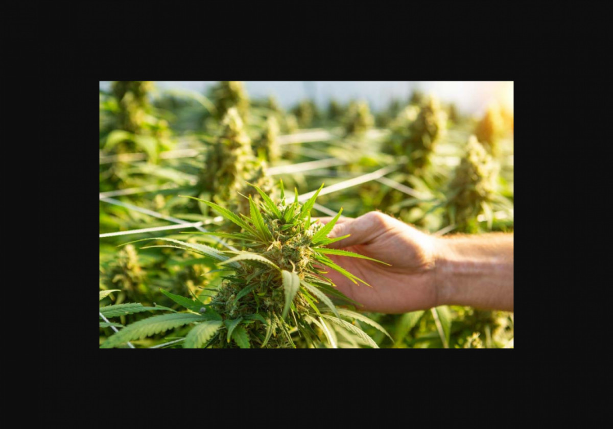 There is a huge demand for CBD or hemp products in...